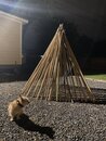Atti with the Backyard Teepee (1167646)