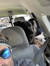 Taking Baxter and Atti Out (1168043)