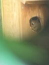 Squirrel in the Birdhouse (1168313)