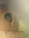 Squirrel in the Birdhouse (1168193)