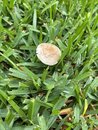 Mushroom Management in my Yard (1168105)