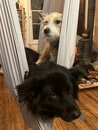 The Dogs in the STL Swing (1168694)