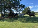 Working at the Smithville Ranch (1168856)