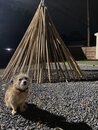 Atti with the Backyard Teepee (1169041)