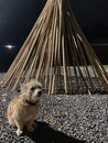 Atti with the Backyard Teepee (1169341)
