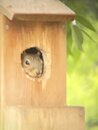 Squirrel in the Birdhouse (1170144)