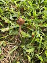 Mushroom Management in my Yard (1170092)