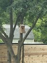 Squirrel in the Birdhouse (1170507)