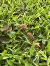 Mushroom Management in my Yard (1170701)