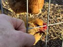 Playing with Amy's Chickens (1210861)