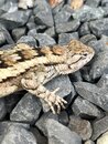 Springtime Texas Lizard (1210901)