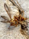 The Murder of a Wasp (1209727)
