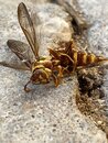The Murder of a Wasp (1210022)