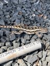 Springtime Texas Lizard (1211046)