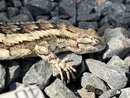 Springtime Texas Lizard (1210971)