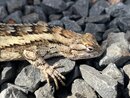 Springtime Texas Lizard (1211240)