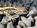 Springtime Texas Lizard (1211090)