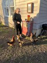 Playing with Amy's Chickens (1211129)
