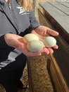 Playing with Amy's Chickens (1211052)
