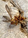 The Murder of a Wasp (1209913)