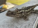 Springtime Texas Lizard (1211071)