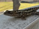 Springtime Texas Lizard (1210956)