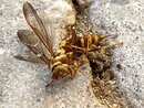 The Murder of a Wasp (1209830)