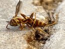 The Murder of a Wasp (1209674)